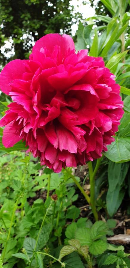 Rose Farm Bed & Breakfast Honiton Eksteriør bilde
