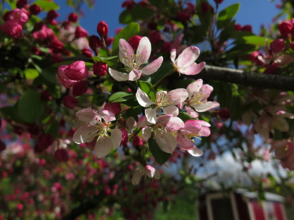 Rose Farm Bed & Breakfast Honiton Eksteriør bilde